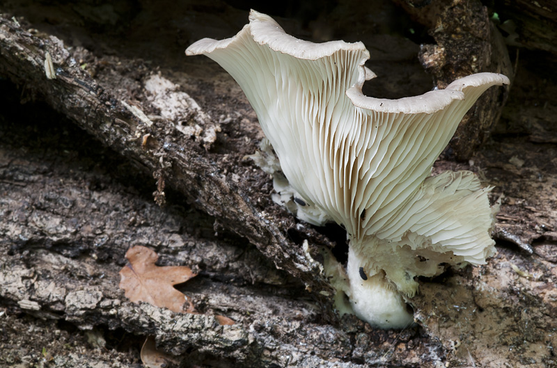 Pleurotus ostraetus